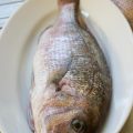 Tierschutzgerechter Umgang mit gefangenen Fischen: Praktische Tipps und gesetzliche Grundlagen