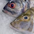 Richtiger Umgang mit der Fischereikarte während der Kontrolle: Tipps zur Vorbereitung und Präsentation