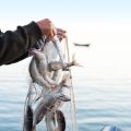 Gummifische im Fokus: Materialien, Formen und ihre Anwendung in deutschen Gewässern