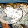 Die besten Küstenangelreviere an Nord- und Ostsee: Ein Überblick für Einsteiger und Profis
