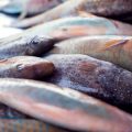 Die richtige Gummi-Köderführung: Techniken für unterschiedliche Zielfische