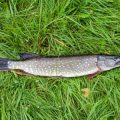 Zielfisch Zander beim Spinnfischen: Erfolgreiche Methoden und beste Köder für deutsche Angler