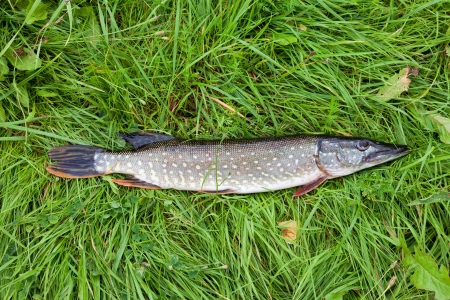 Zielfisch Zander beim Spinnfischen: Erfolgreiche Methoden und beste Köder für deutsche Angler