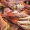Lebendköder im Jahresverlauf: Worauf deutsche Angler achten sollten