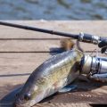 Mitgliedschaft im Fischereiverband: Voraussetzungen, Rechte und Pflichten der Mitglieder