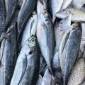 Tarnkleidung für Angler: Wann lohnt sich Camouflage am deutschen Gewässer?