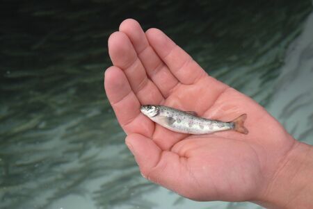 Die richtige Handhabung von Fischen vom Haken bis zum Wasser: Schritt-für-Schritt-Anleitung