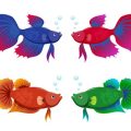 Wissenschaft trifft Praxis: Forschungsergebnisse zu attraktiven Ködern für deutsche Friedfischarten