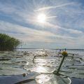 Naturparadies und Anglertraum: Die Mecklenburgische Seenplatte im Detail