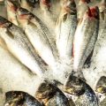 Die besten Echolote für Angler: Vergleich, Tests und Empfehlungen für deutsche Gewässer