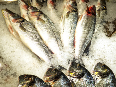 Die besten Echolote für Angler: Vergleich, Tests und Empfehlungen für deutsche Gewässer