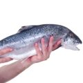 Die 10 wichtigsten Angelknoten für den erfolgreichen Fischfang in Deutschland