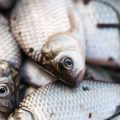 Die besten Zielfischstrategien für Barsch: Ultraleicht-Angeln als Schlüssel zum Erfolg
