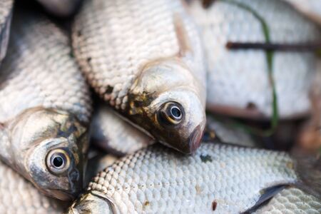 Die besten Zielfischstrategien für Barsch: Ultraleicht-Angeln als Schlüssel zum Erfolg