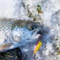 Fliegenfischen in Deutschland: Fliegenruten & Fliegenrollen im großen Vergleich
