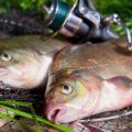 Angelwetter verstehen: Optimale Wetterbedingungen für verschiedene Fischarten in deutschen Seen und Flüssen