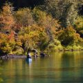 Welse, Zander und Hechte: Die Vielfalt der Fischarten in Deutschlands Flüssen