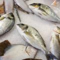 Ablauf und Anforderungen bei der Kontrolle während der Fischereiaufsicht: Was muss beachtet werden?