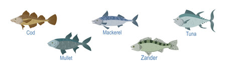 Fischarten in der Elbe