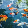 Die Grundlagen des Posenangelns auf Friedfisch: Technik, Ausrüstung und erste Schritte