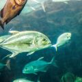 Ausstattung und Serviceleistungen an modernen Put & Take Anlagen: Was erwartet Angler heute?