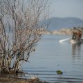 Catch and Release in Deutschland: Zwischen tierschutzrechtlichen Anforderungen und nachhaltiger Freizeitgestaltung