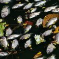Warum gibt es Schonzeiten? Die biologische und ökologische Bedeutung im Kontext deutscher Gewässer