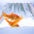 Fischarten und deren Eignung für Catch & Release in Deutschland: Besonderheiten und Herausforderungen