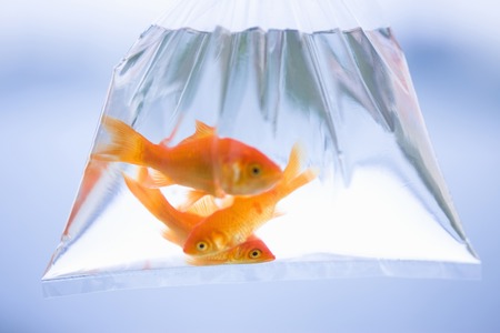 Fischarten und deren Eignung für Catch & Release in Deutschland: Besonderheiten und Herausforderungen