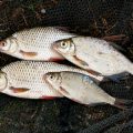 Fischbesatz in Forellenseen: Welche Arten werden eingesetzt und warum?