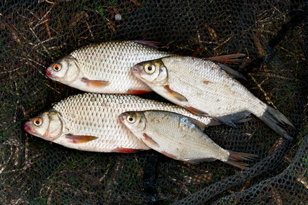 Fischbesatz in Forellenseen: Welche Arten werden eingesetzt und warum?