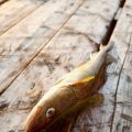 Die Bedeutung nachhaltiger Fischerei für den Erhalt bedrohter Fischarten in Deutschland