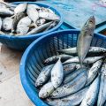 Vergleich: Teig vs. Mais – Was funktioniert besser bei deutschen Friedfischen?