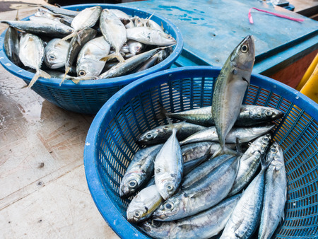 Vergleich: Teig vs. Mais – Was funktioniert besser bei deutschen Friedfischen?