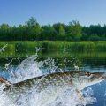 Vor- und Nachteile von Fluorocarbon-Vorfächern für Schnurschlaue Fische wie Forelle und Karpfen