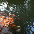 Grundlagen der Köderwahl: Warum Teig, Mais & Co. für Friedfisch unverzichtbar sind