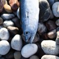 Fangstatistik und Artenmonitoring: Wie Küstenangler zum Erhalt der Fischbestände beitragen können