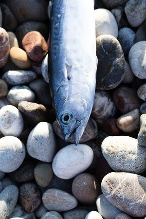 Fangstatistik und Artenmonitoring: Wie Küstenangler zum Erhalt der Fischbestände beitragen können
