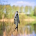 Spezialfutter und Lockmittel: Geheimtipps deutscher Angler