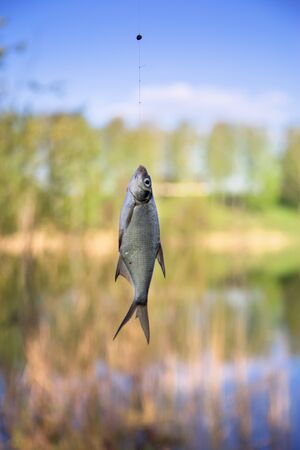 Spezialfutter und Lockmittel: Geheimtipps deutscher Angler