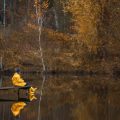 Karpfenangeln im Herbst: Community-Erfahrungen und Tipps für Großfänge