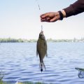 Brassen, Rotauge, Rotfeder: Tipps zum gezielten Posenangeln auf verschiedene Weißfische