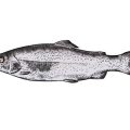Gastronomie und Fischspezialitäten: Kulinarische Reise für Angler in Mecklenburg-Vorpommern