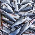 Gezielte Anwendung von Boostern beim Feedern: Strategien für heimische Fischarten