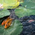 Wurftechniken beim Spinnfischen: Tipps für weite, präzise Würfe in typischen deutschen Angelgewässern