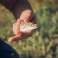 Bedrohungen für einheimische Fischarten: Von Wasserverschmutzung bis invasive Arten