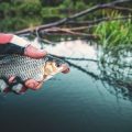 Der Einfluss industrieller Landwirtschaft auf den Lebensraum bedrohter Fischarten in Deutschland