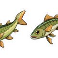 Maden und Larven im Fokus: Einsatzmöglichkeiten beim Friedfisch- und Raubfischangeln