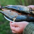 Diskussionen in der deutschen Anglerszene: Für und Wider von Catch & Release
