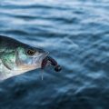 Regulierung und gesetzliche Vorgaben für Köderzusätze in deutschen Angelgewässern